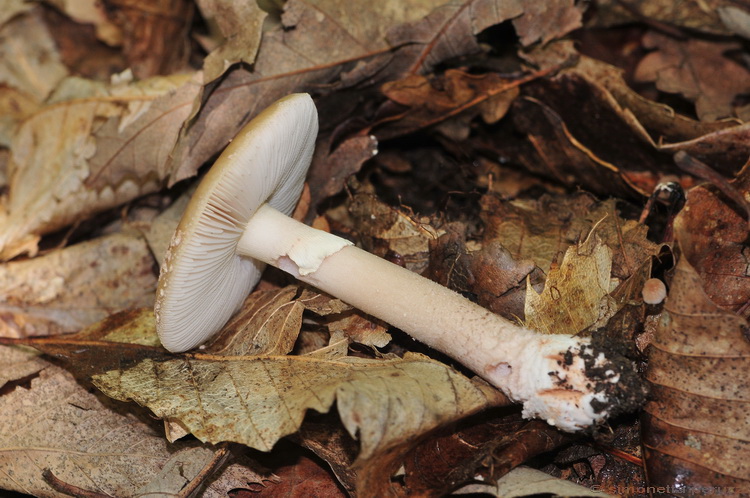 I primi di stagione...